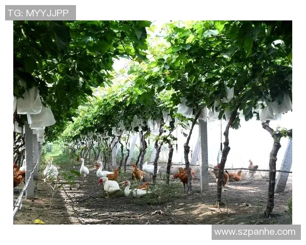 果园生态循环与可持续发展：探索现代农业的绿色转型之路